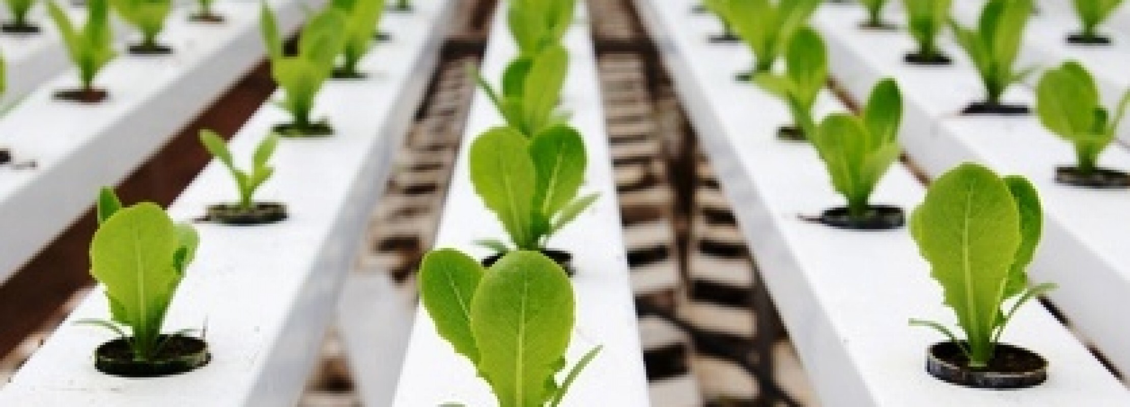 Kit Coltivazione Idroponica GOLUMUP - 12 Spugne, 12 Baccelli E 12 Cupole - Modello PH001 - Foto 4