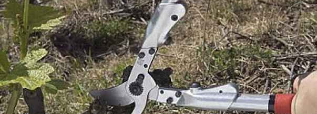 Delle forbici da giardino Felco in uso.