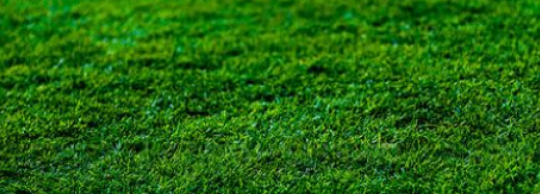 Immagine di prato verde ecologico
