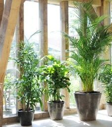 Foto di piante da giardino su interno casa