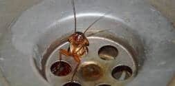 scarafaggio blatta nel lavandino