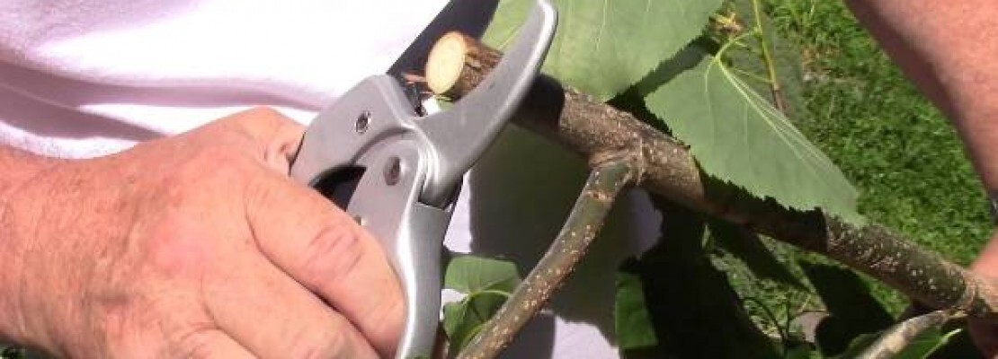 Un esempio di cesoie a cricchetto.