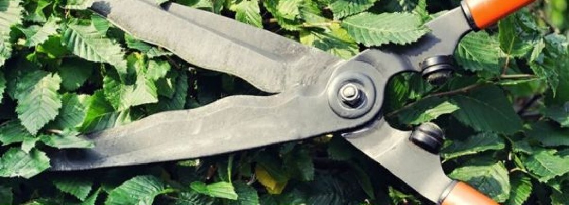 un paio di forbici da giardinaggio.