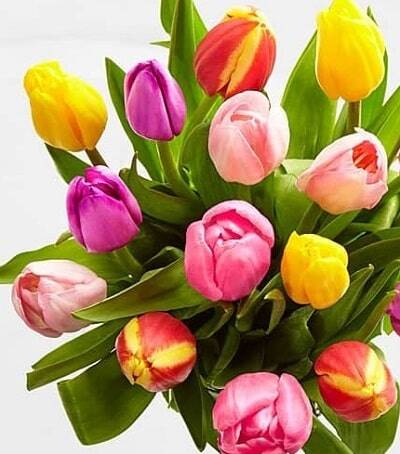 Bellissimo vaso di tulipani