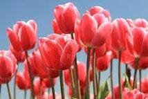 Dei bellissimi tulipani rossi
