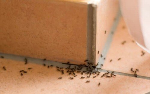 Delle formiche in casa.