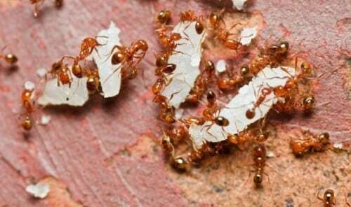 Una infestazione di formiche