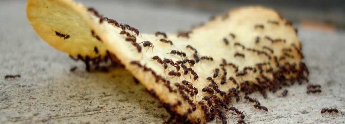 Una guida ai rimedi naturali contro le formiche.
