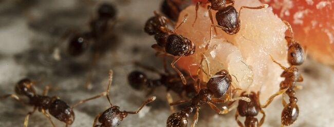 Un'esca avvelenata contro le formiche.