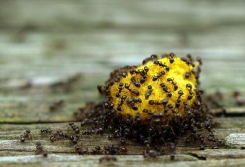 Una guida che mostra i principali rimedi contro le formiche.