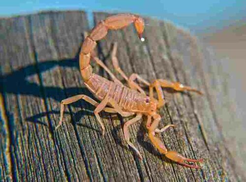 Scorpione trovato all'interno di una casa