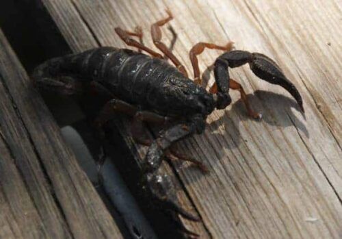 Tutto quello che si deve sapere per eliminare gli scorpioni in casa.