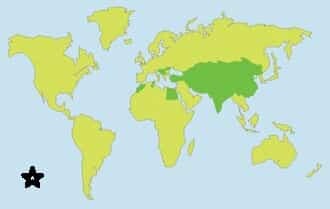 Paesi che producono maggiormente i tappeti