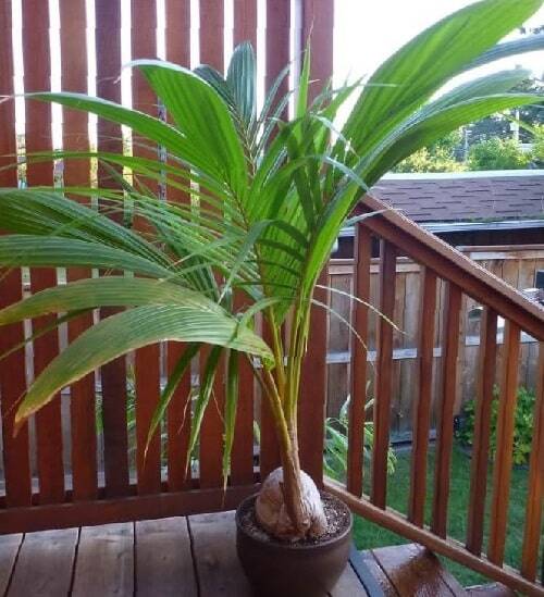 Una bellissima pianta di cocco
