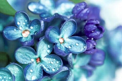 Fiori blu-violetti in regalo