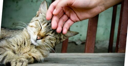 Coccolare i clienti: come un gatto che cerca attenzioni