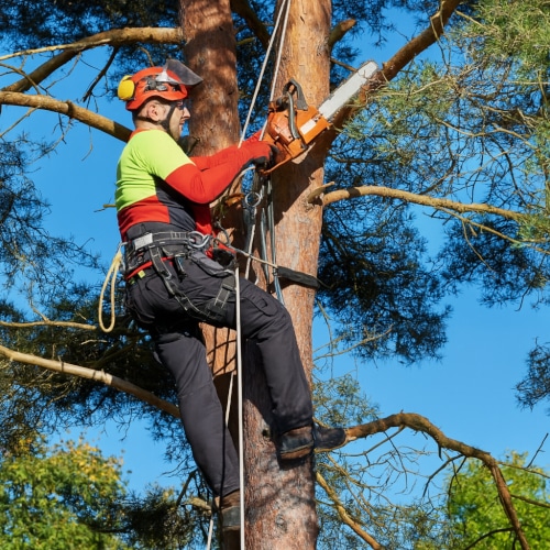 Arboricoltore che abbatte un albero con motosega in totale sicurezza.