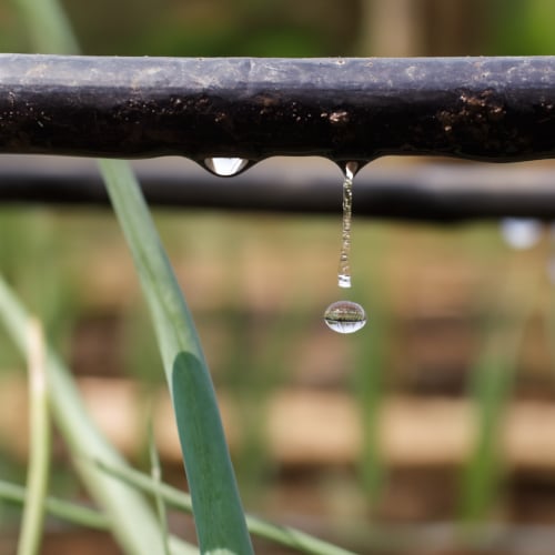 Goccia d’acqua che cade da un tubo di irrigazione a goccia in un orto domestico

